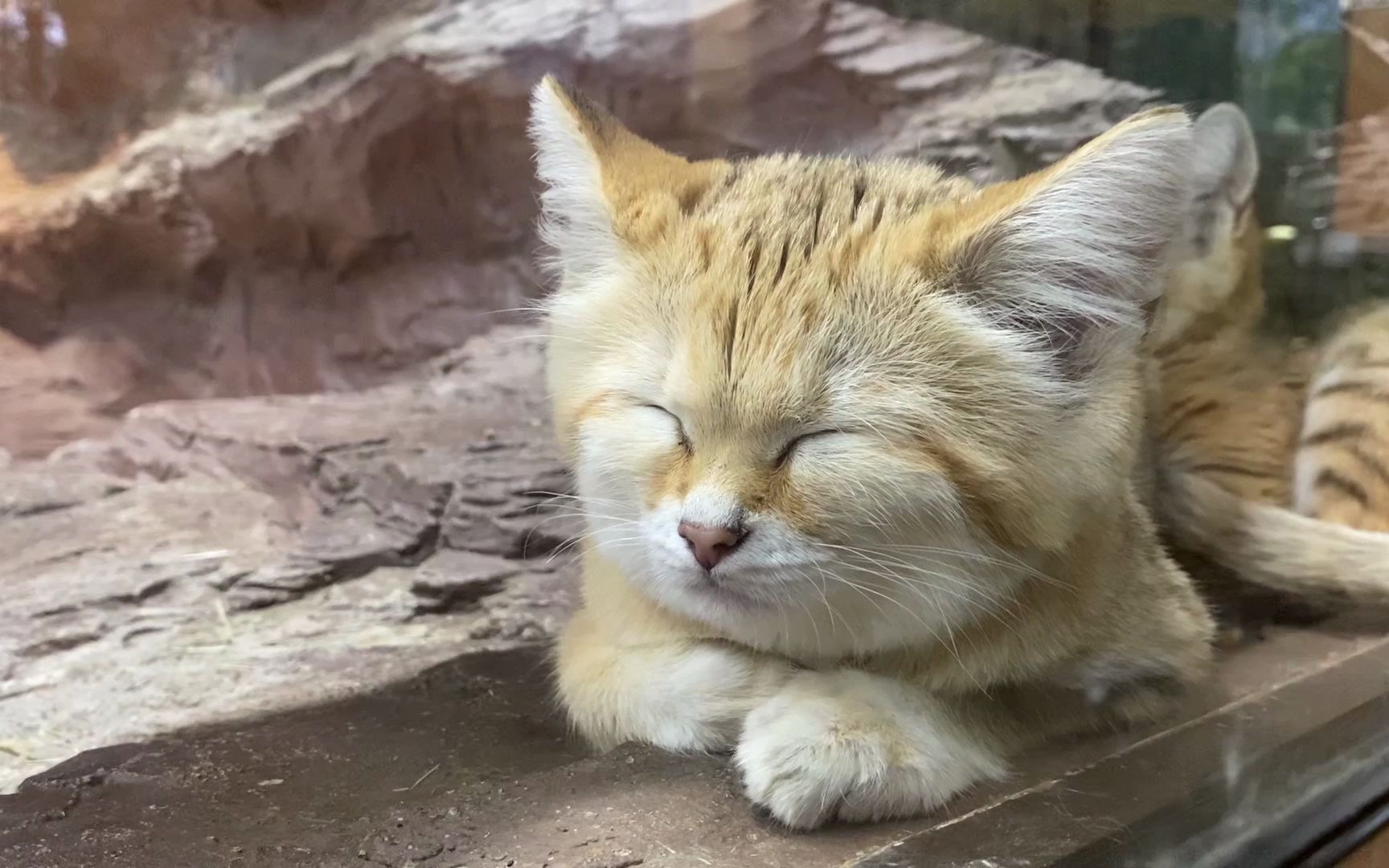 [图]【沙丘猫睡觉觉】点击收获治愈心灵的两分钟【那须动物王国】