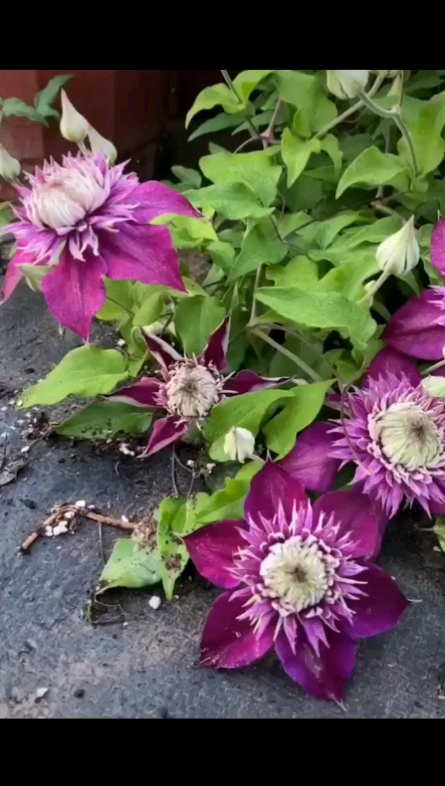 铁线莲紫子丸紫色花卉重瓣铁线莲