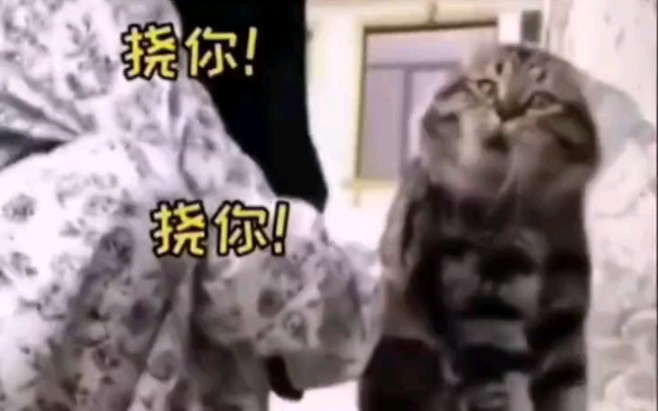 猫咪搞笑瞬间集合哔哩哔哩bilibili