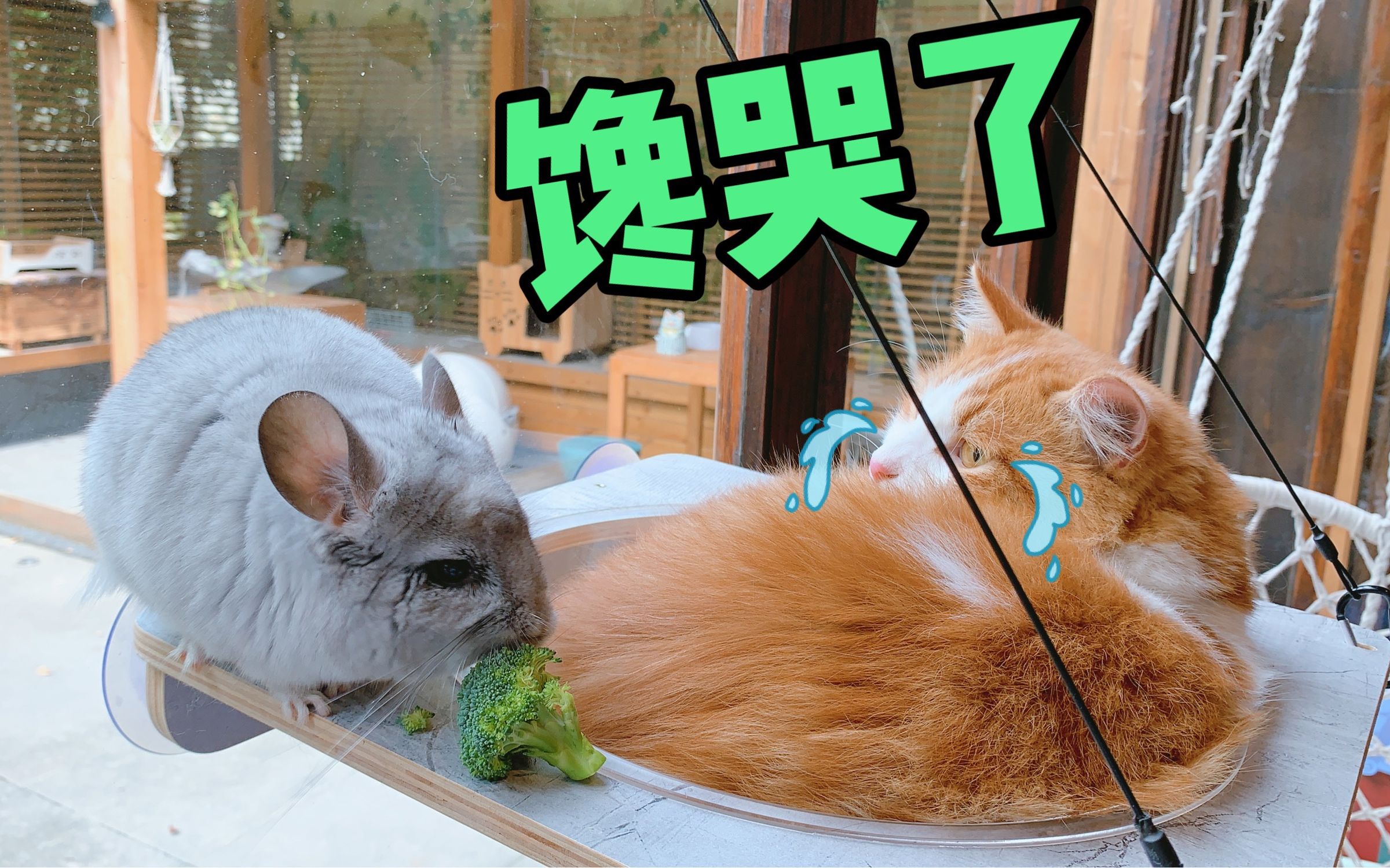 铲屎官给仓鼠和龙猫投喂西兰花,把围观的橘猫给馋哭了