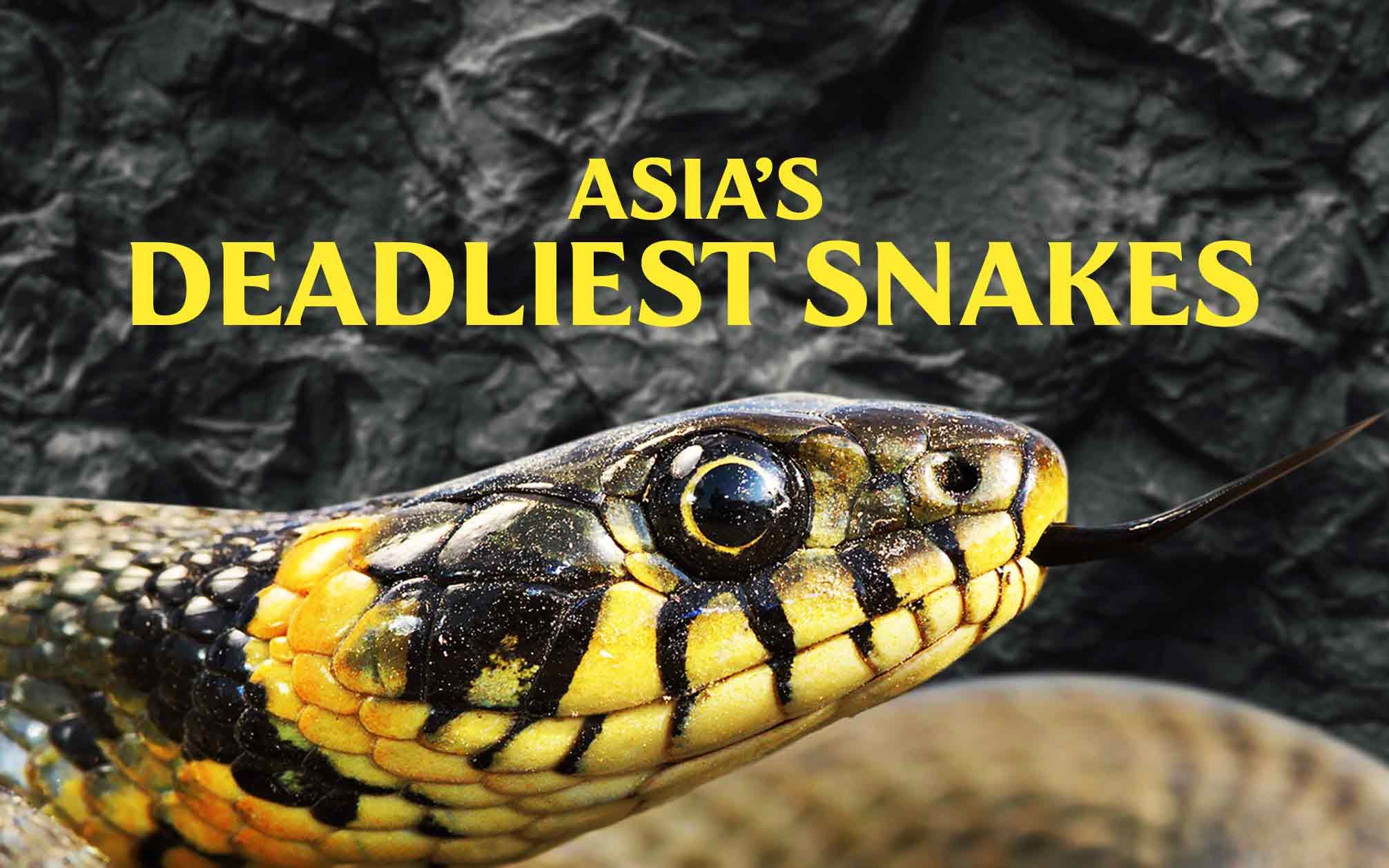 [图]亚洲毒蛇之最/亚洲致命毒蛇 Asia's Deadliest Snakes