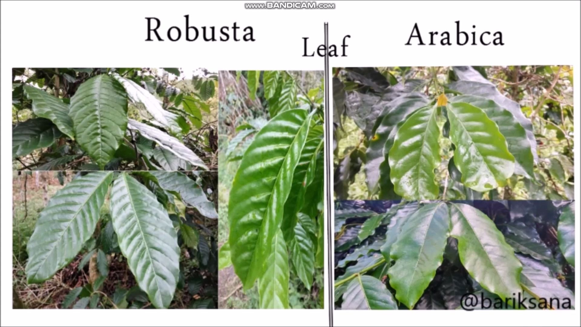 咖啡品种的区别:Robusta vs Arabica哔哩哔哩bilibili