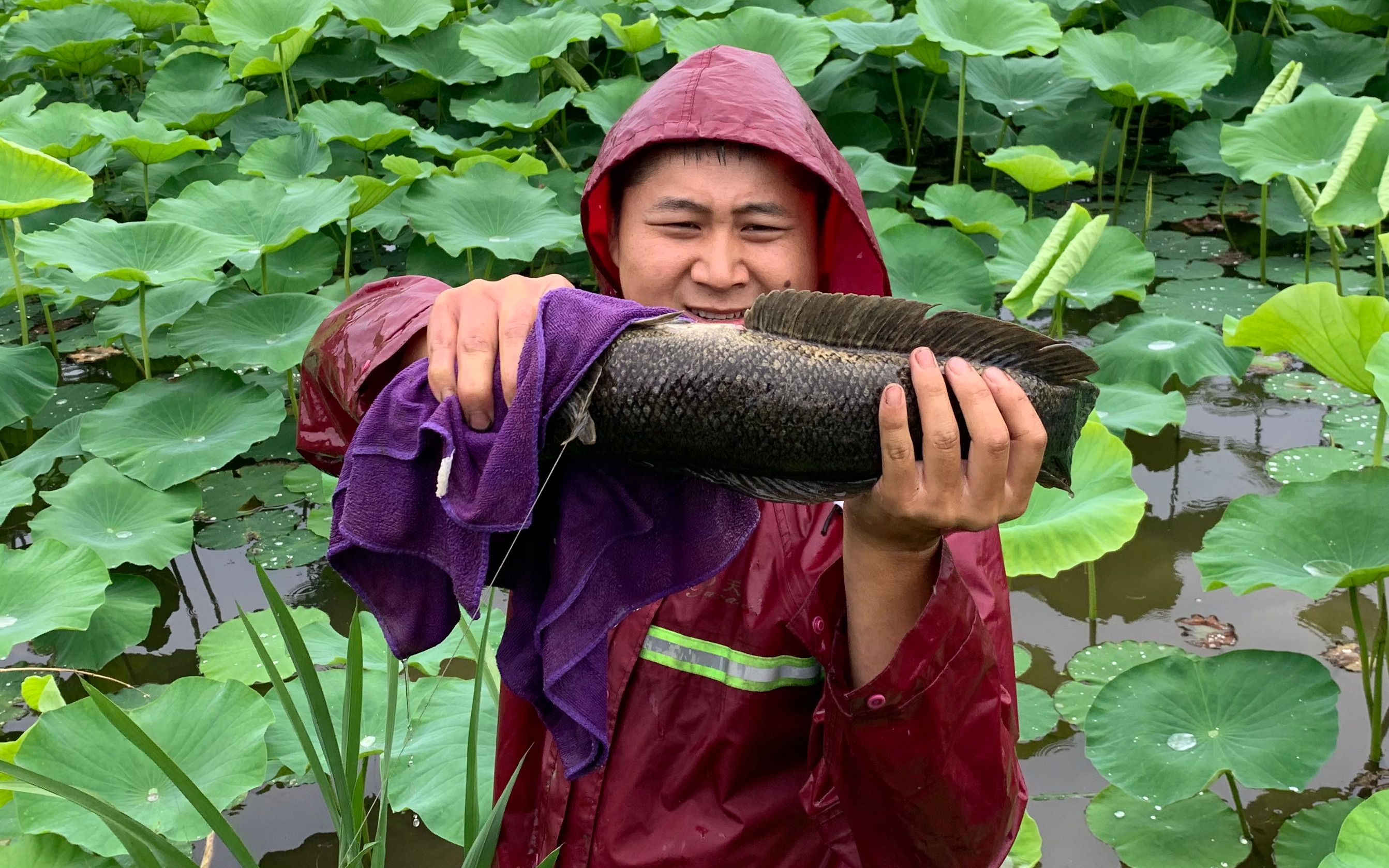 老淡在荷花塘下竹竿钓黑鱼不到一小时就收获3斤重野生大黑鱼