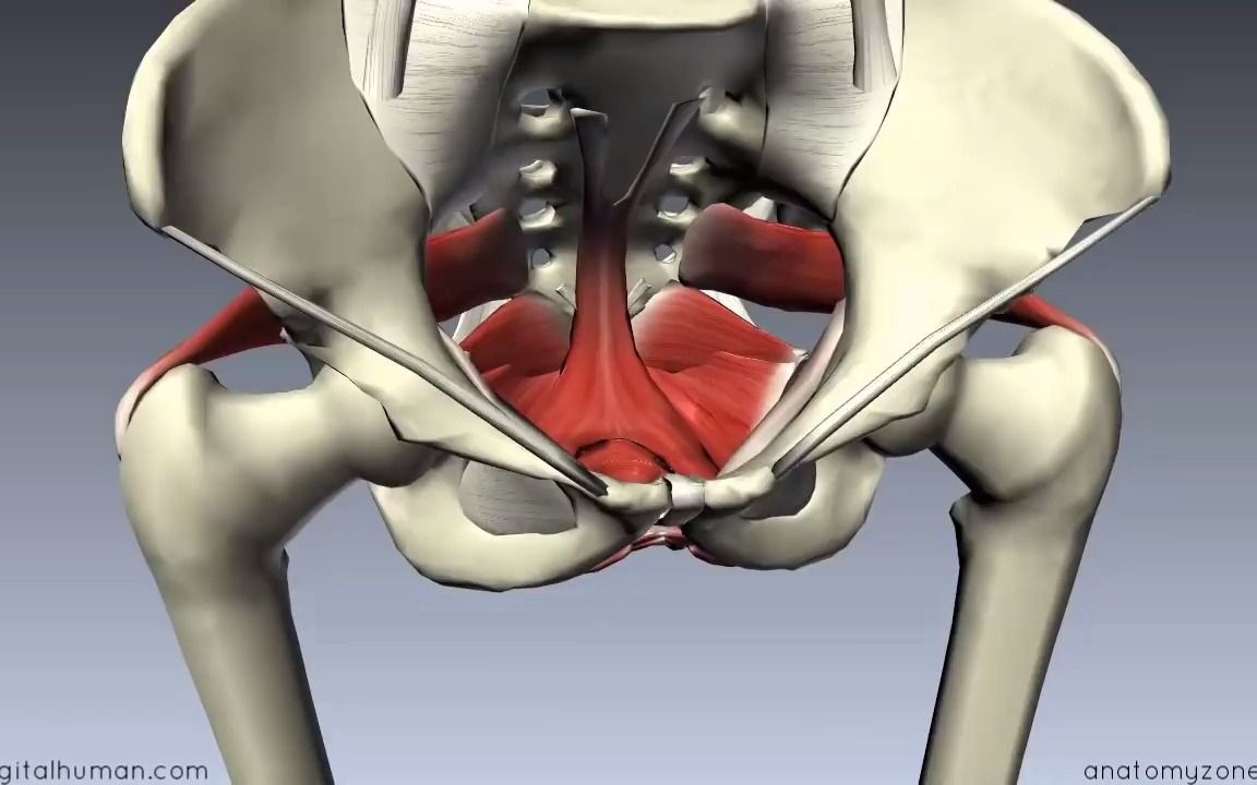 [图]盆膈3D模型（高清中英字幕）