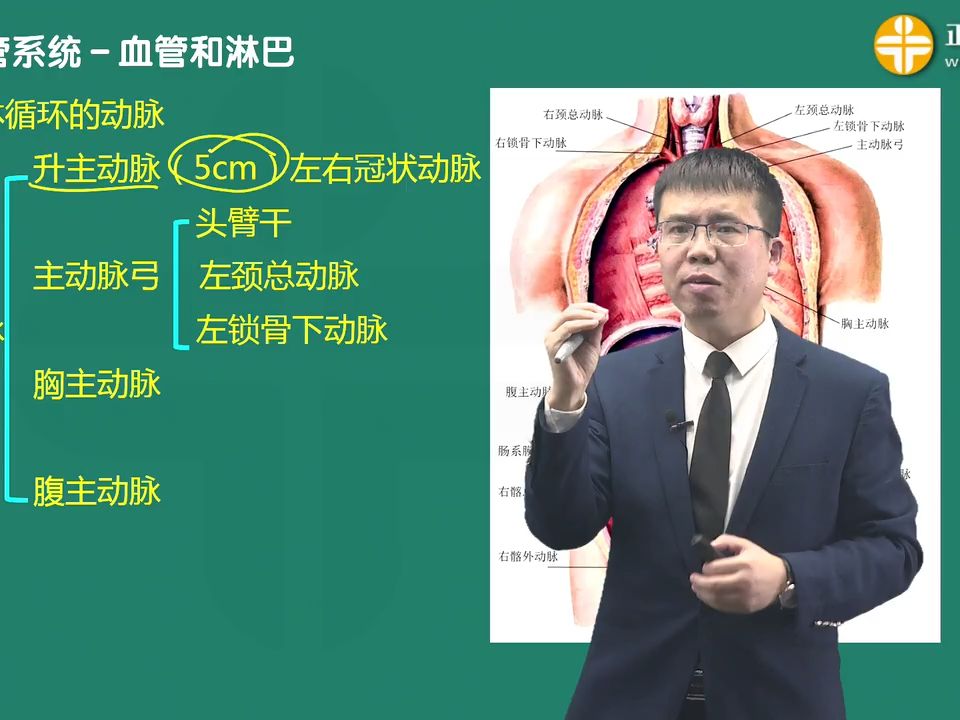 [图]海医血液循环系统 系统解剖学部分[0903]第九节 脉管系统 第03讲动脉