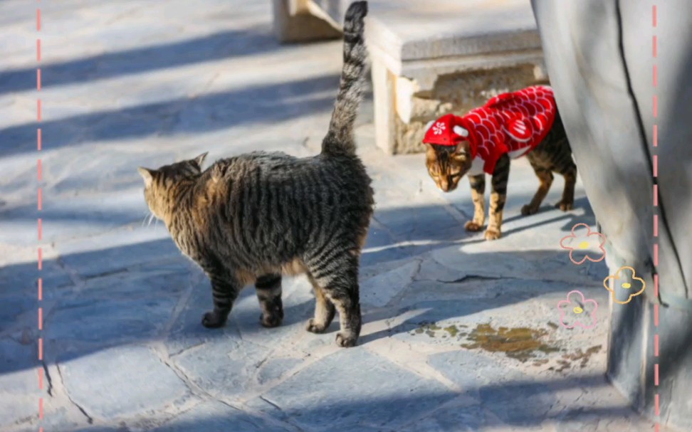 观复猫 花飞飞 布能豹