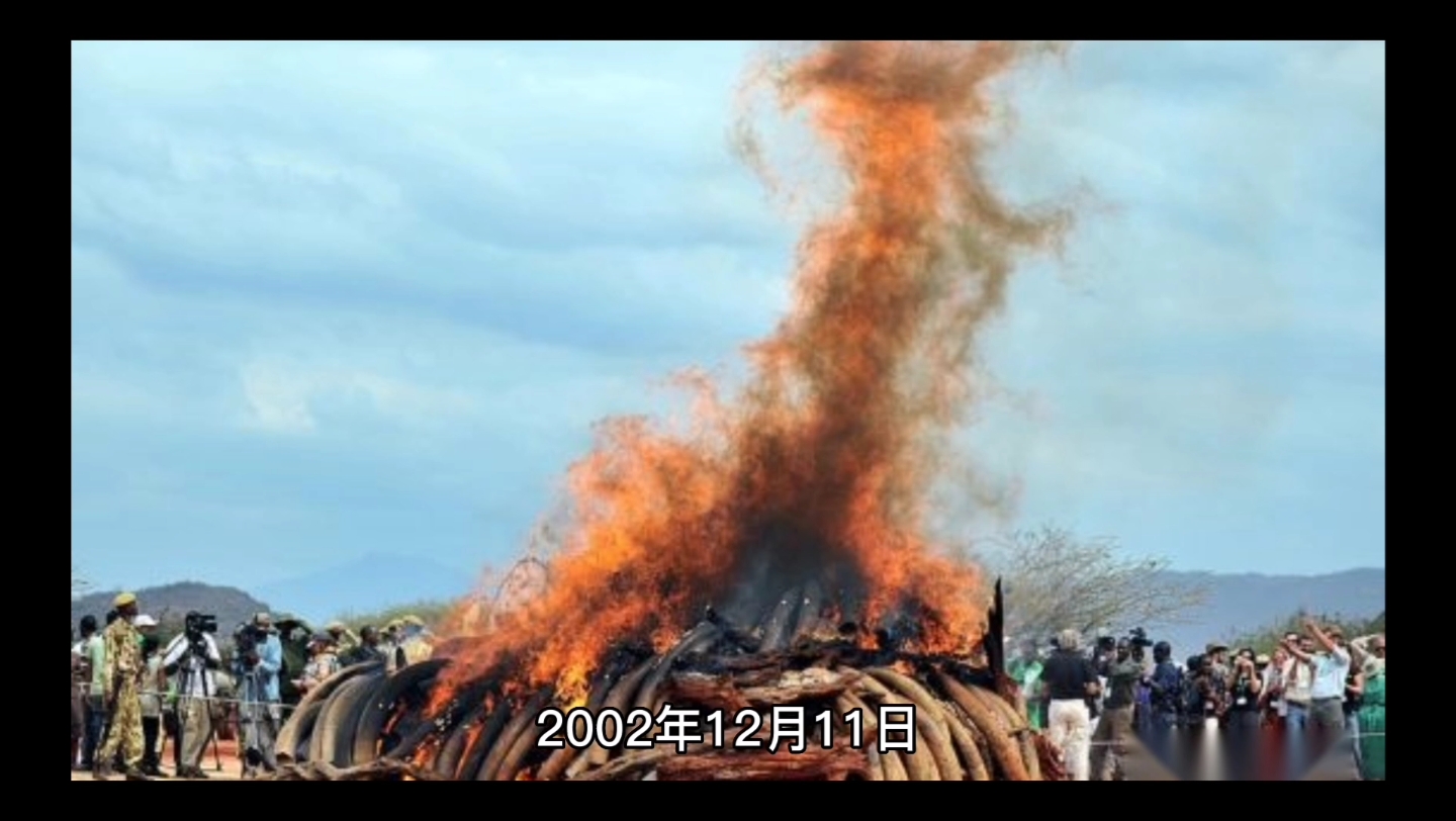 为什么要建立野生动物自然保护区哔哩哔哩bilibili