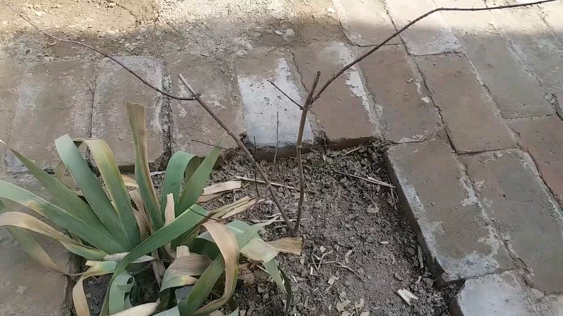 红枫开始发芽了