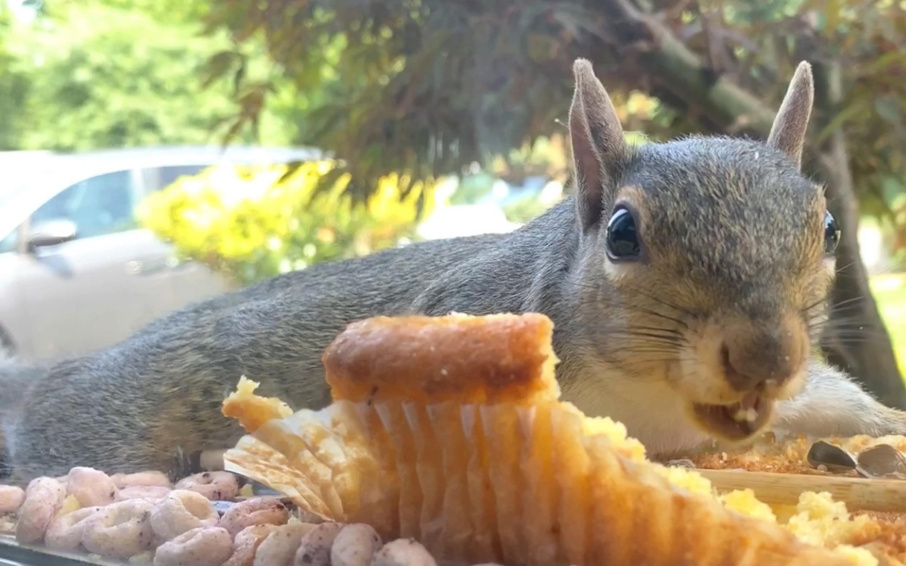 小松鼠惬意的躺在窗台上吃下午茶—玉米小蛋糕~(2020夏天拍摄)_哔哩