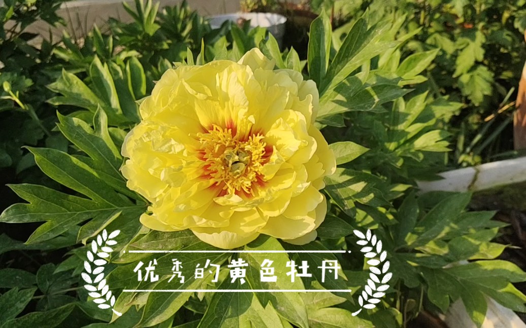 牡丹品种:芭茨拉(伊藤杂种)_哔哩哔哩_bilibili