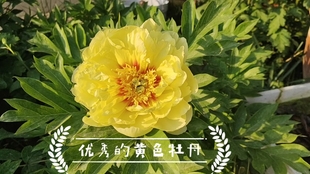 牡丹品种 八千代椿 日本品种 哔哩哔哩 つロ干杯 Bilibili