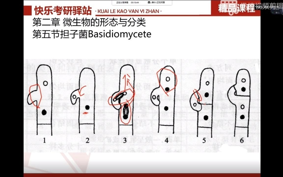 江南大学800微生物考研之 锁状联合(祝老师们教师节快乐!)哔哩哔哩bilibili