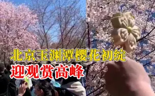 Скачать видео: 北京玉渊潭樱花初绽迎观赏高峰：樱花如云似霞，景区游客如织