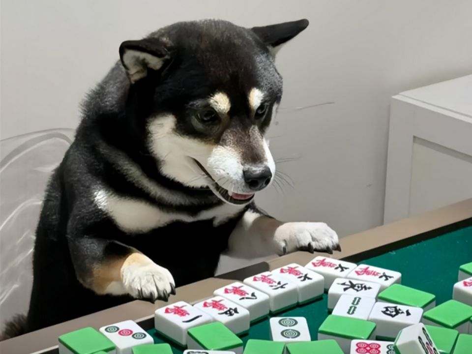 哪有赌狗天天输