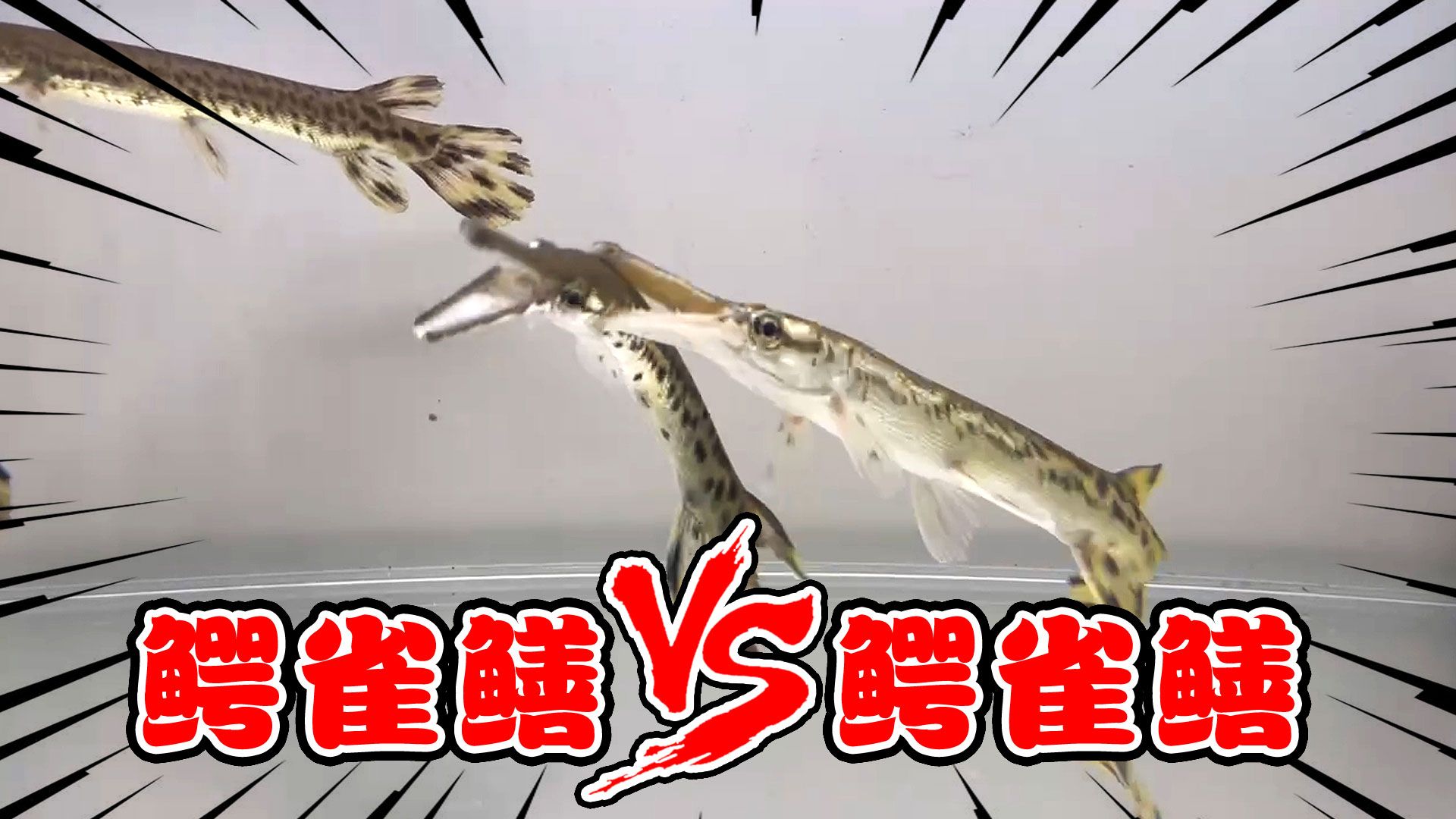 养了半个月的鳄雀鳝开始互咬了怎么办?