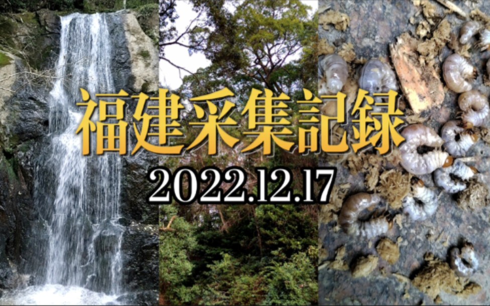 福建省锹甲采集记录:寻找黯环锹!回福建之后的第一次采集,记录一下!哔哩哔哩bilibili