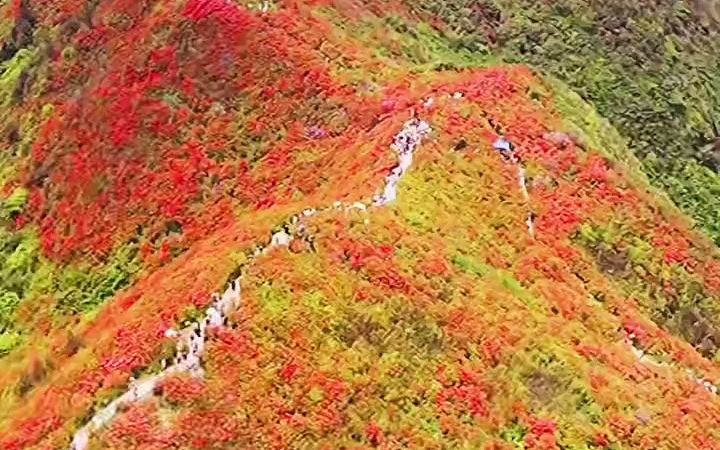 【旅拍】“中国五大杜鹃花海”也是“唯一高山花海”,杜鹃花正开 ,映山红且艳哔哩哔哩bilibili