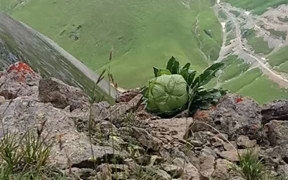 [图]【天山雪莲】辛苦拍摄到的天山雪莲，还总是被质疑