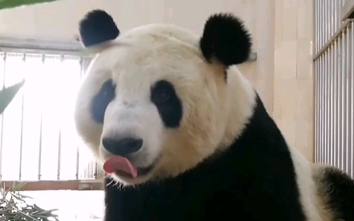 【大熊猫吃播】闽闽:嗯～嗯嗯～嗯