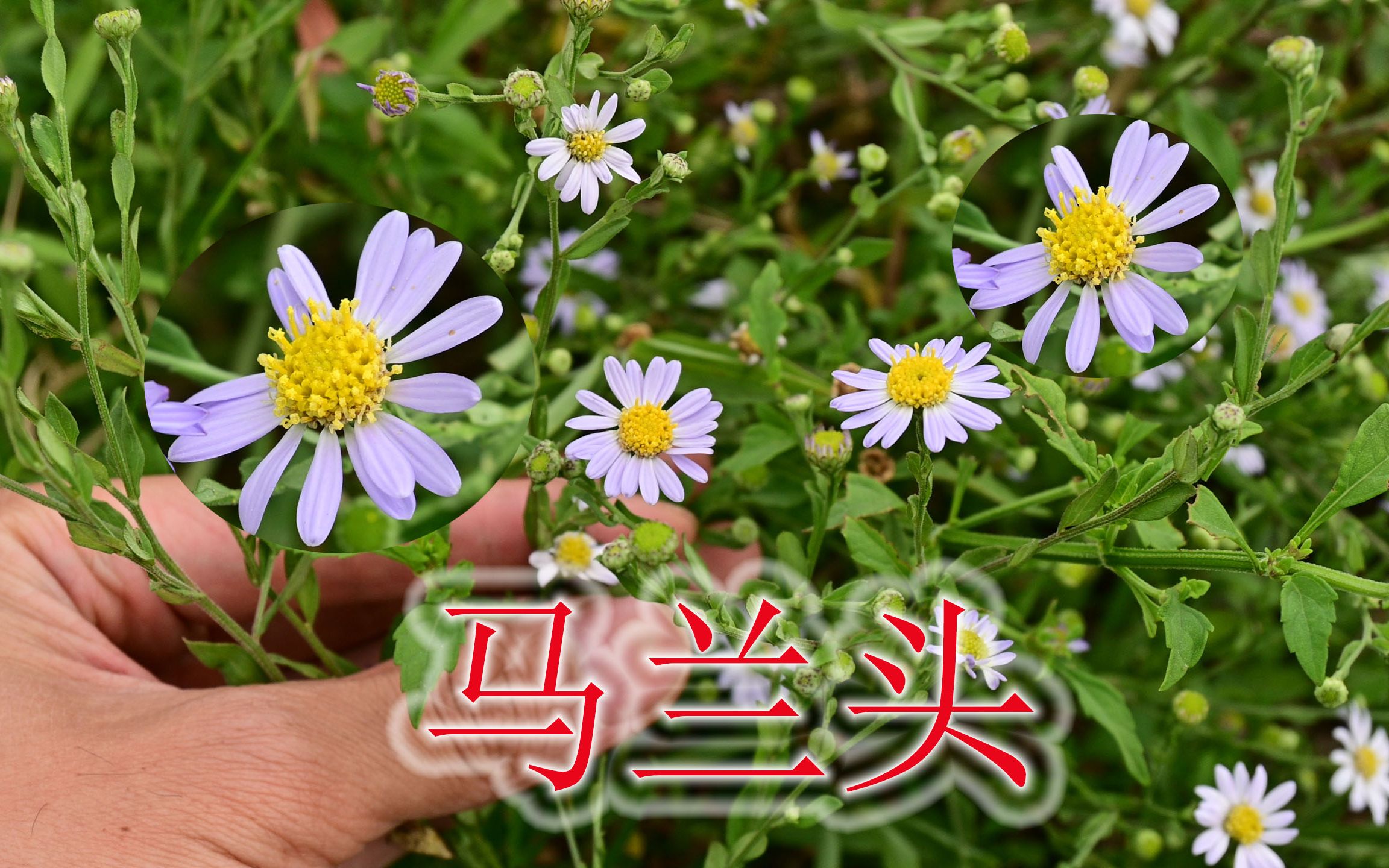 马莲草的功效(马莲草功效大揭秘,美白祛斑,抗氧化