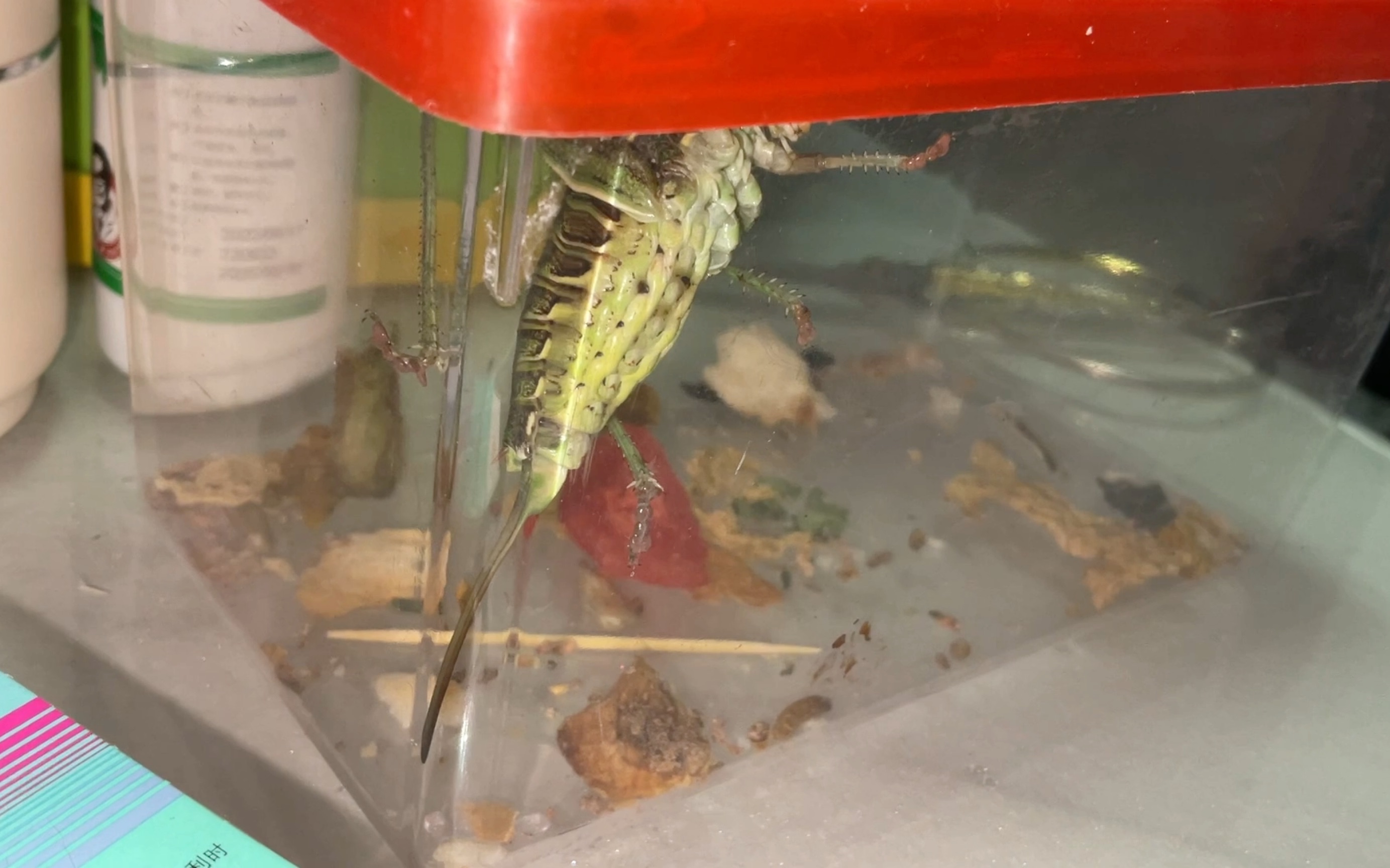 神奇蝈蝈腹式呼吸