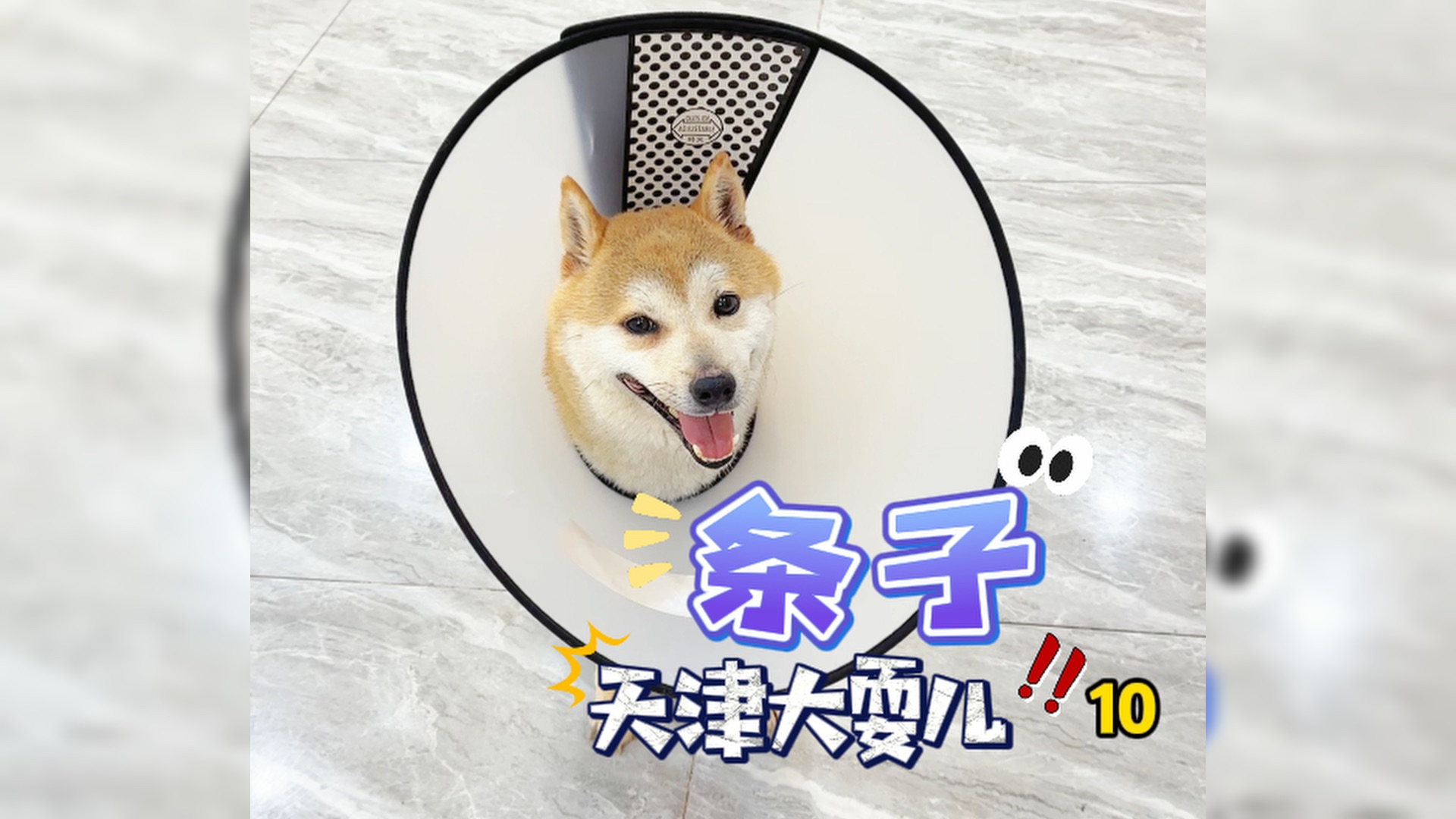 天津咬人柴犬"条子"训练配合戴伊丽莎白套,戴嘴套,不凶人,不咬人!