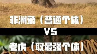 Tải video: 非洲象VS老虎