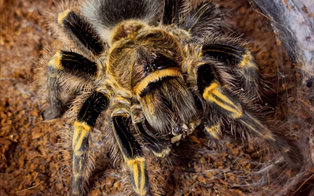 为自己的大闺女,巴西巨人金直间,找老公_哔哩哔哩_bilibili