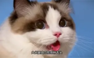 下载视频: 布偶猫的冷知识：为什么叫布偶寻回犬？