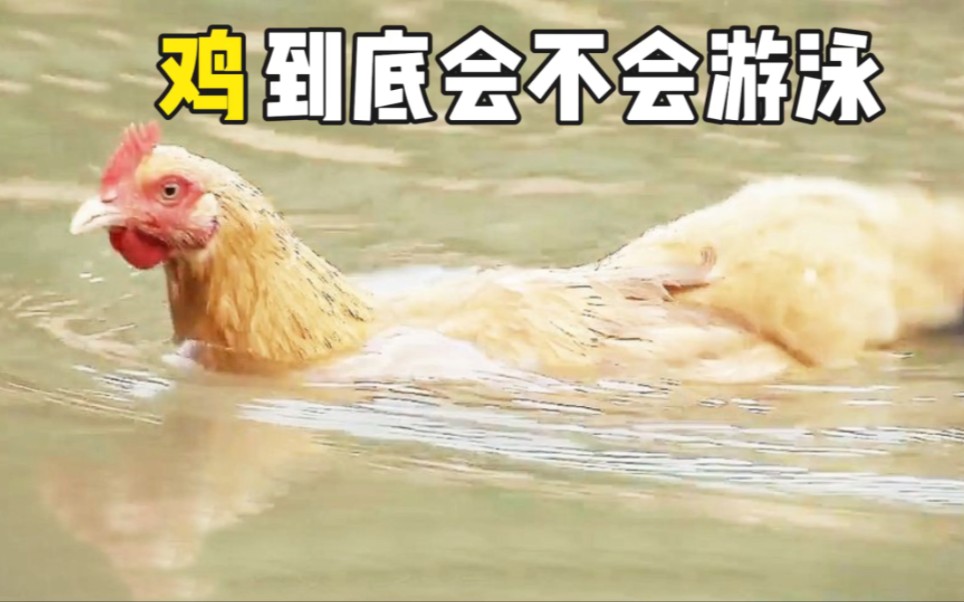 你见过鸡游泳吗?
