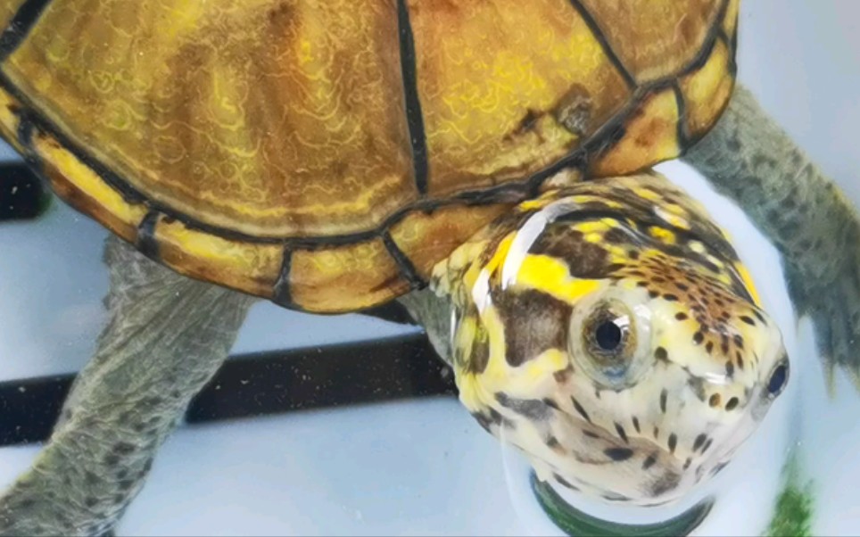 欣赏头盔泥龟的极品侧脸纹h纹