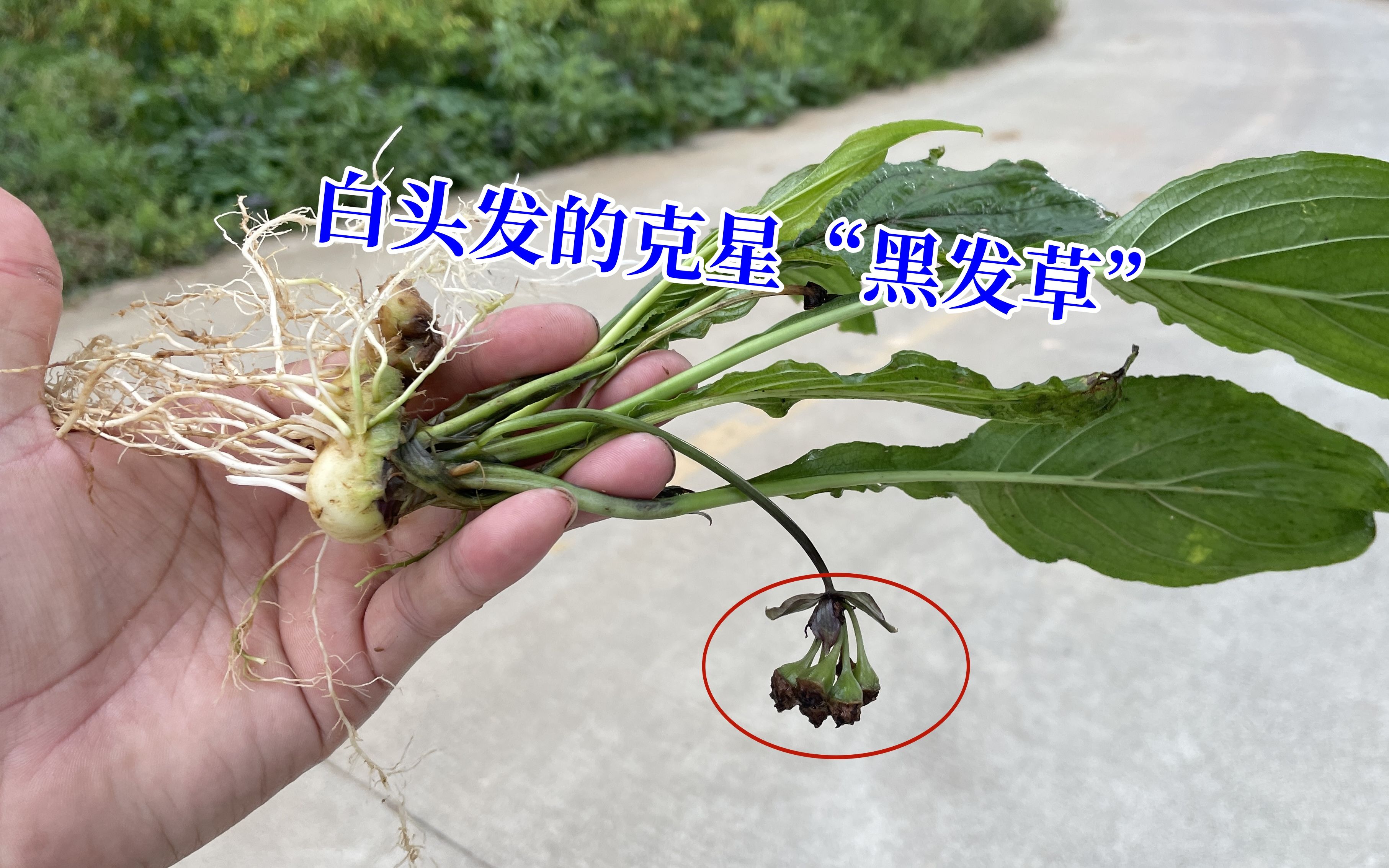 长满白发不用愁,用黑发草煮水半小时洗头,老中医称作白头发克星