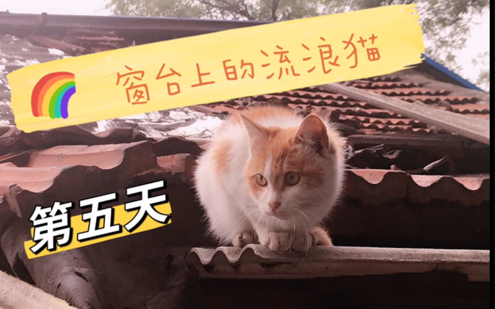 [图]《窗台上的流浪猫》第五天，今天吃鸡蛋！