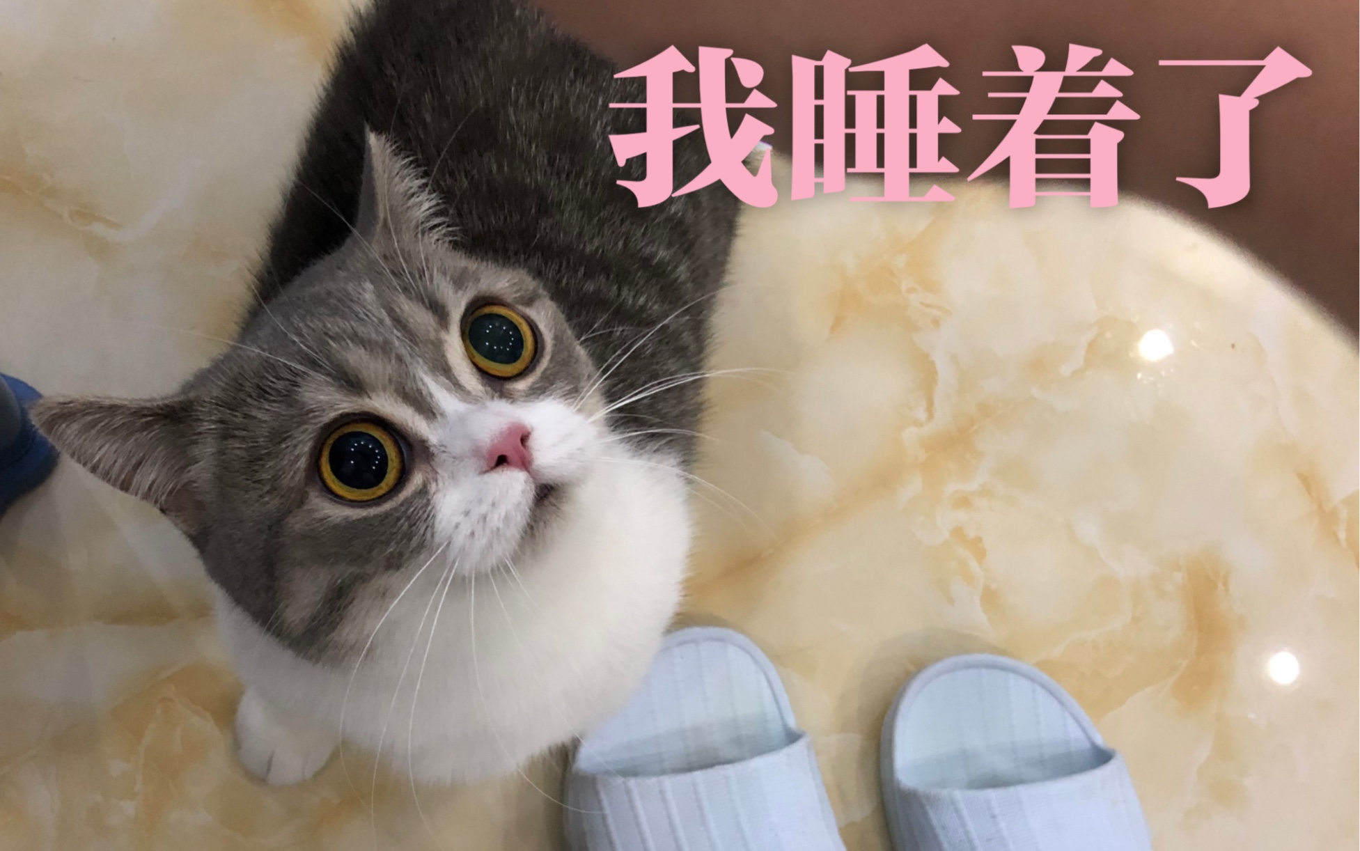 【g酱】铲屎官喊猫咪起床,她竟然学会装睡!
