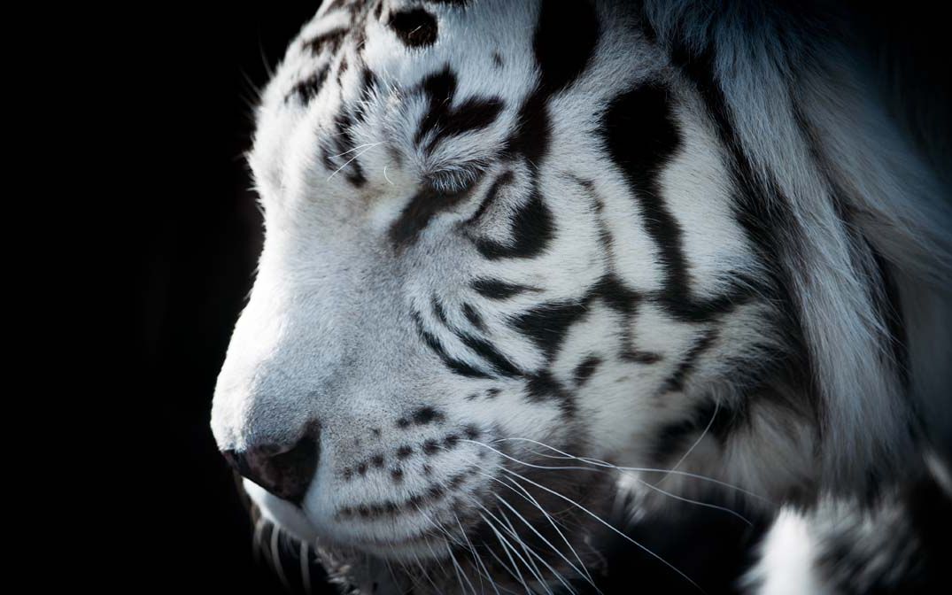 晨起练功,虎豹雷音