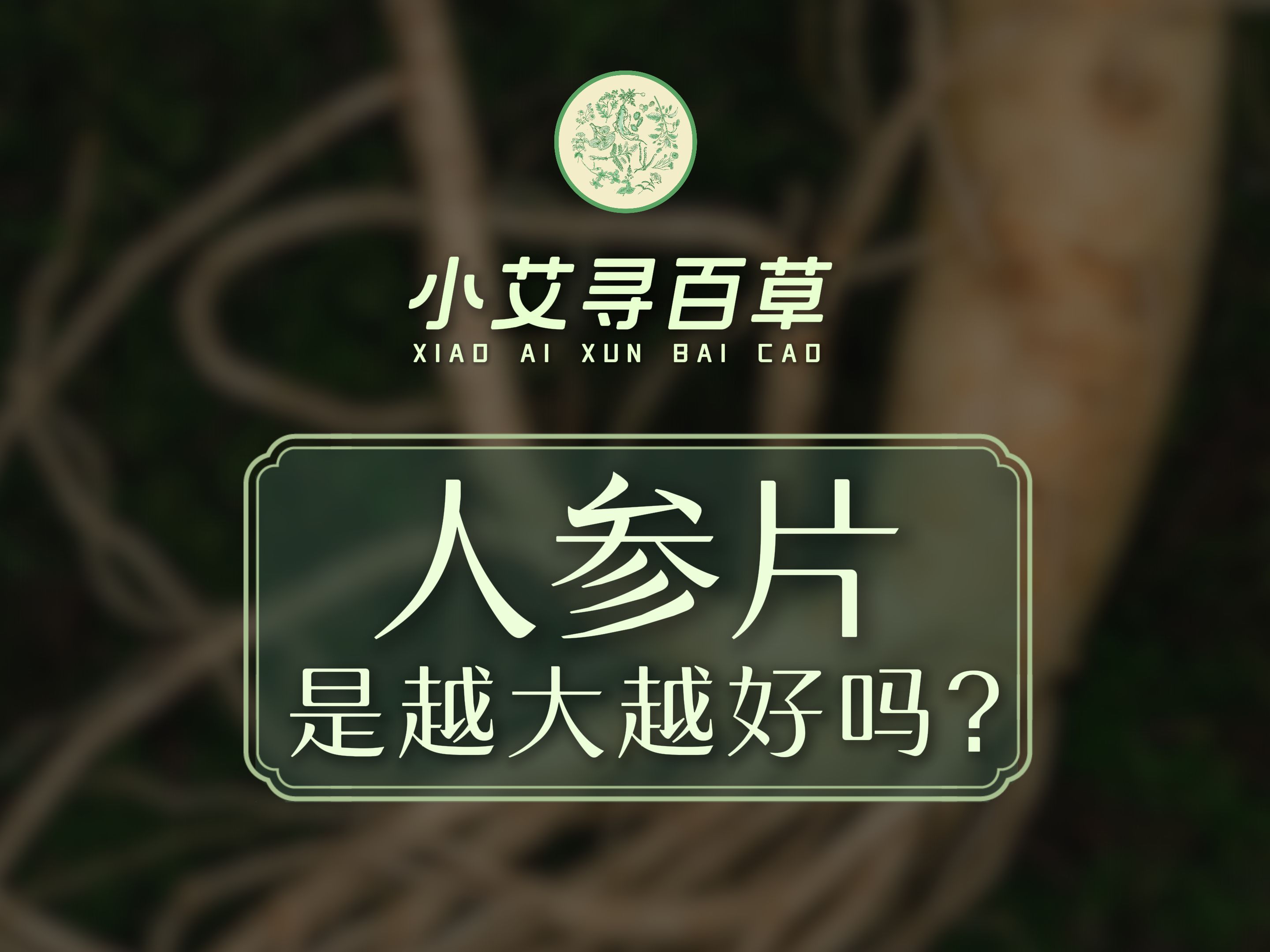 人参片是越大越好吗?哔哩哔哩bilibili