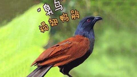 "臭鸟"褐翅鸦雀