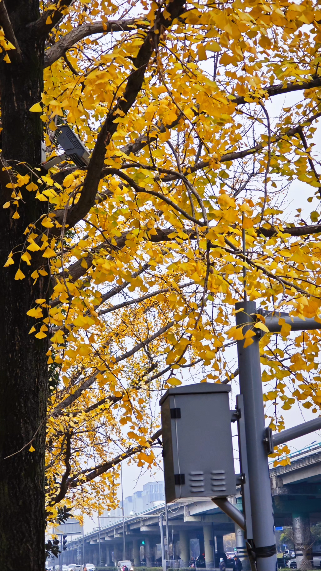 三生有杏92马路上车流不息,人来人往马路边树枝摇曳,黄叶翩飞