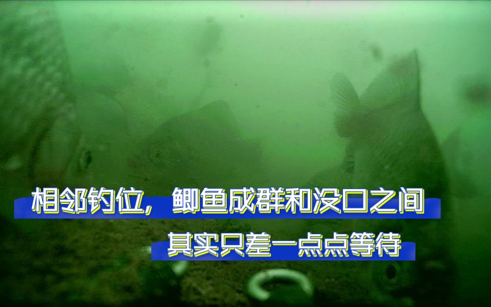 野钓鱼密度不大如何诱鱼:鲫鱼成群和没口之间其实只差一点点哔哩哔哩bilibili