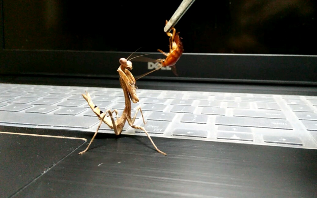 非洲芽翅螳螂日常喂食_哔哩哔哩_bilibili