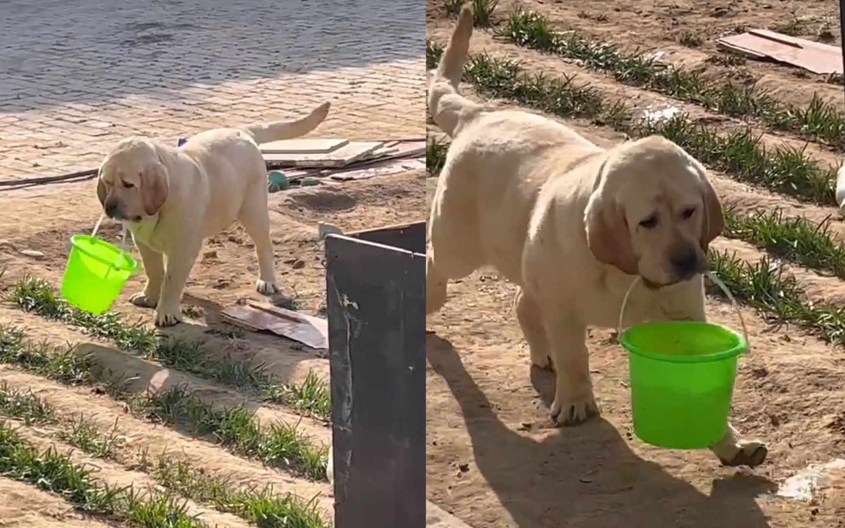 狗狗帮主人干活愁眉苦脸,一脸委屈脚下小心翼翼:这个家没我得散