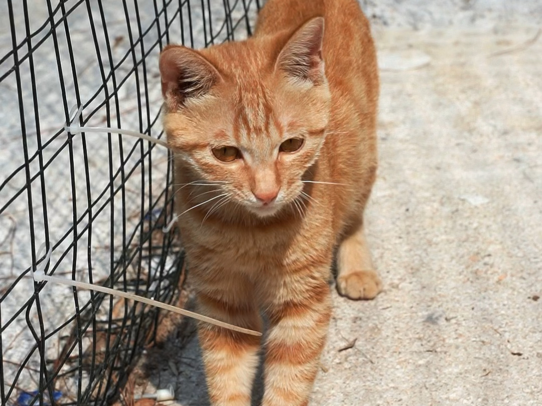 可爱小橘猫,寻找新家