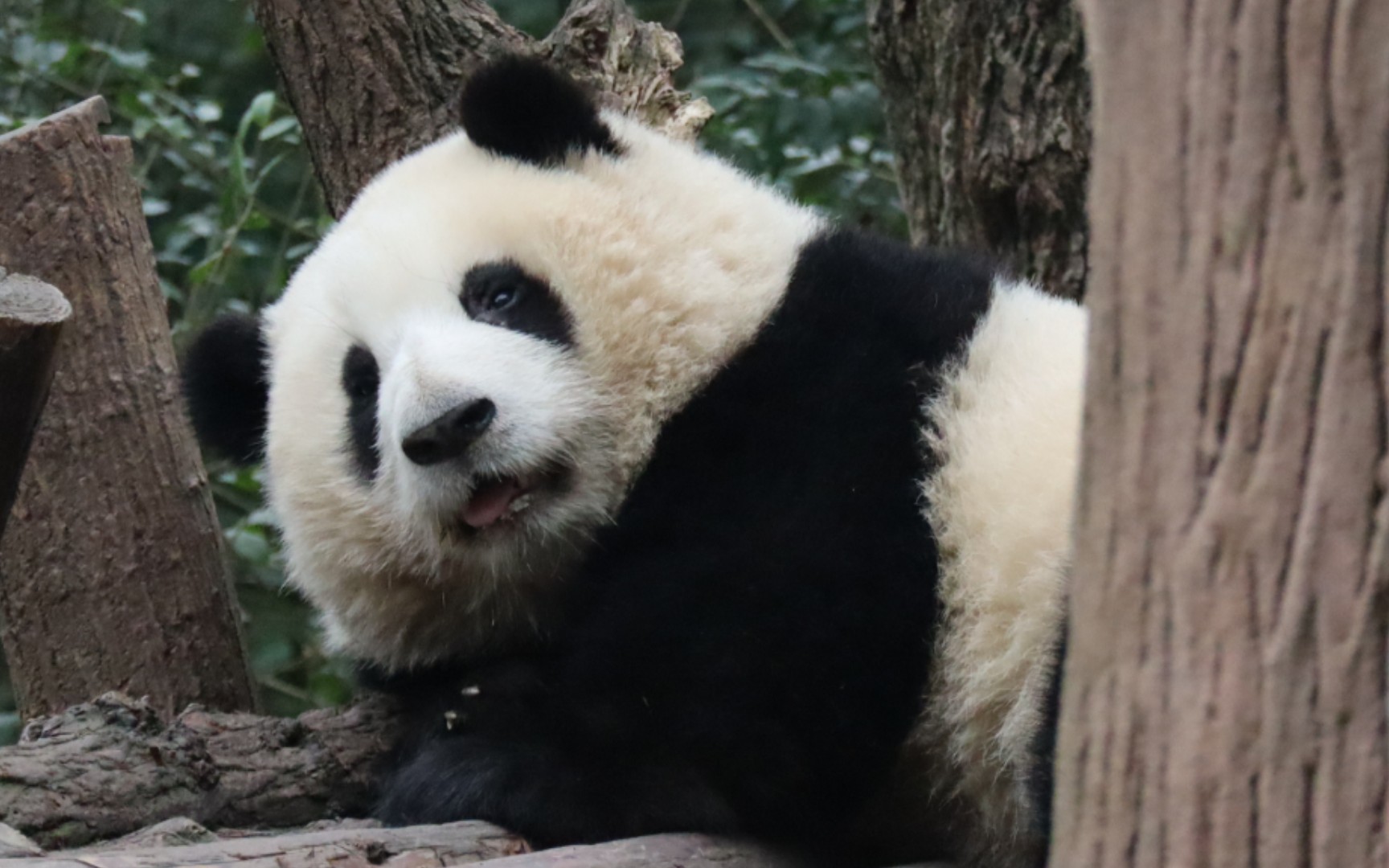 动物的花衣裳熊猫图片