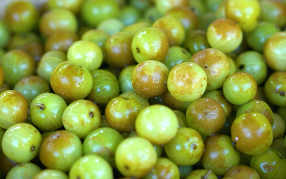 云南的滇橄榄,你们的叫啥