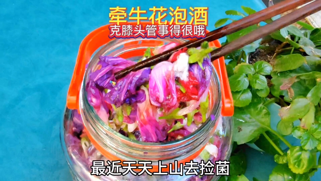 牵牛花泡酒的做法,是一个好东西懂的人都懂,杠杠的巴适得很哦