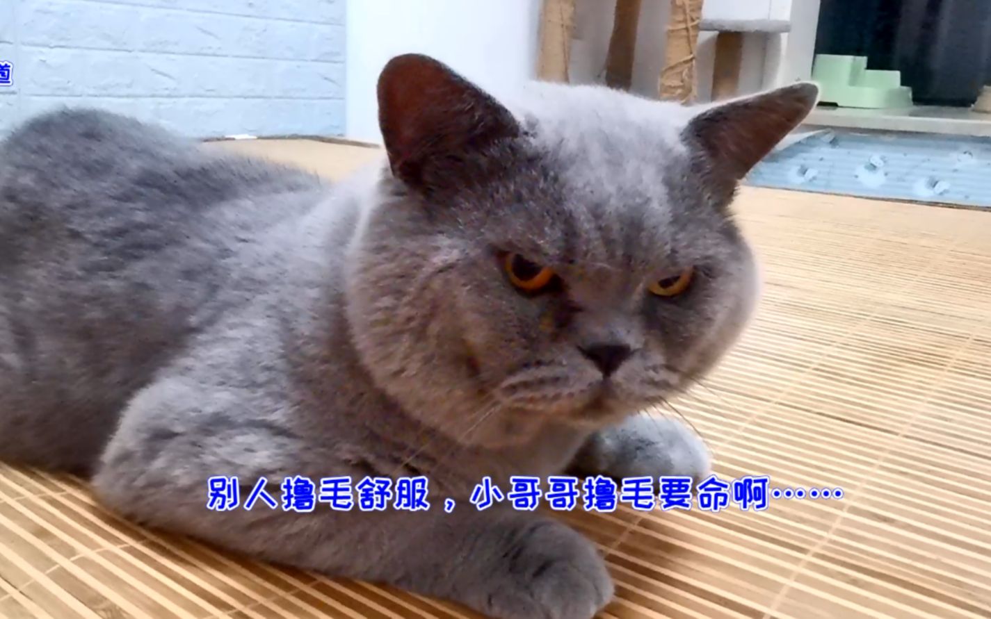 小主人给几只胖猫撸毛,猫咪们纷纷逃走,胖公猫的表情说明一切哔哩哔哩bilibili