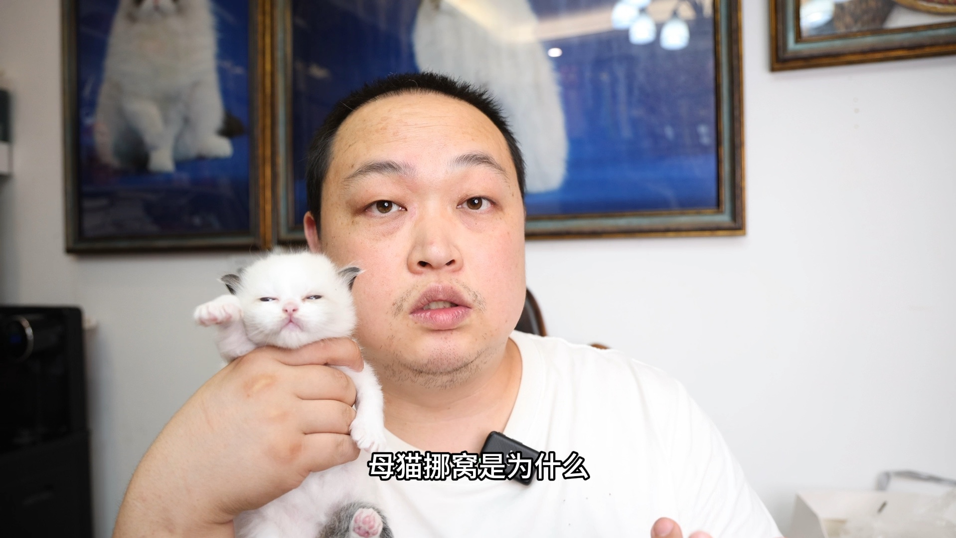 母猫挪窝是为什么.把小猫叼走换地方哔哩哔哩bilibili