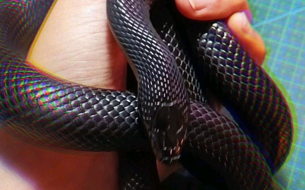 【黑王蛇】日常撸