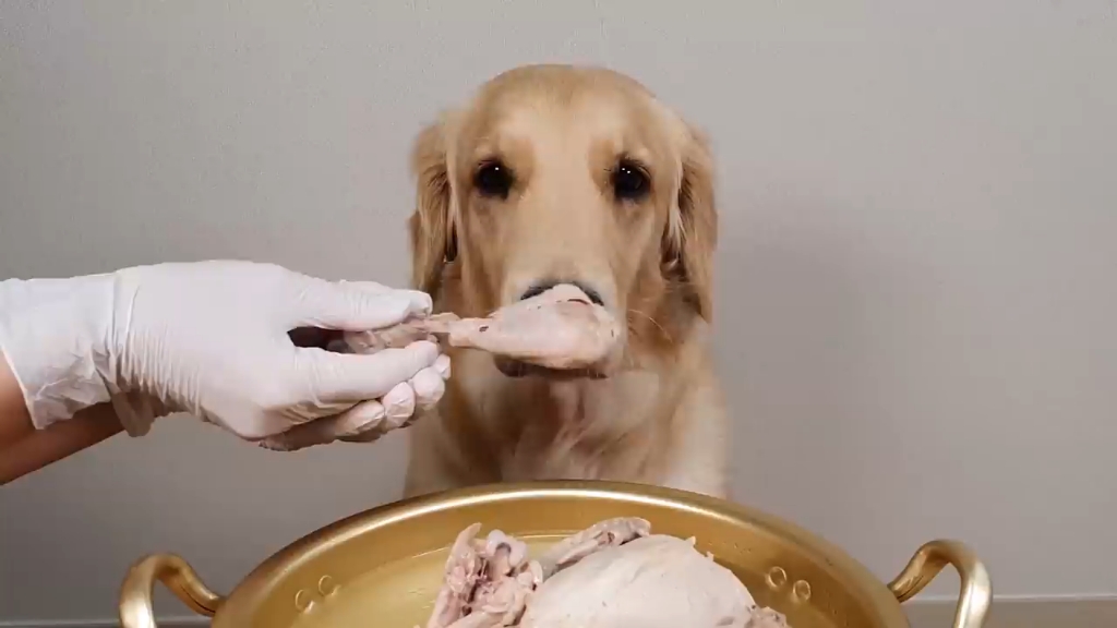 狗狗吃整只水煮鸡.咀嚼音_哔哩哔哩 (゜-゜)つロ 干杯~-bilibili