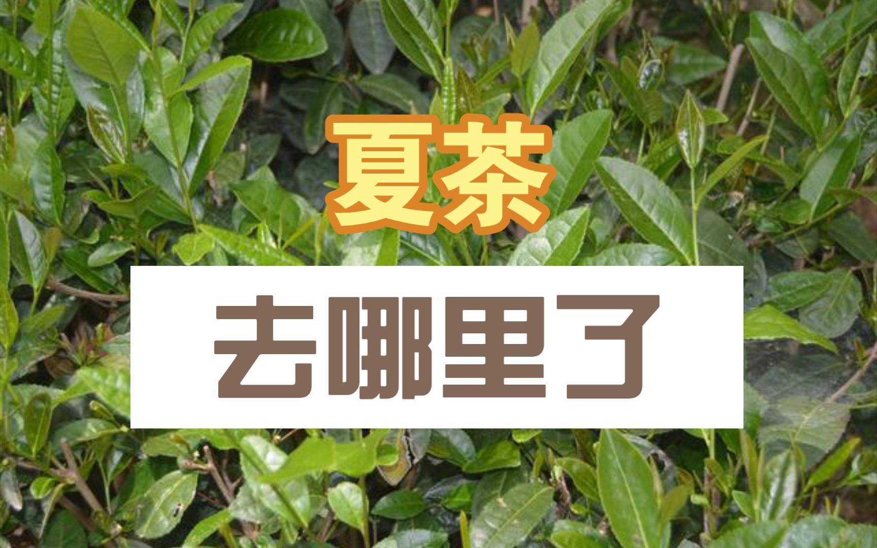 [图]【传时｜占全年产量60%以上的夏茶，到底去哪里了，我来告诉你！